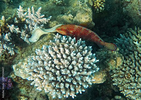   yellowish sea snail: ลองคาดเดาว่าสัตว์ไม่มีกระดูกสันหลังตัวนี้มีอวัยวะพิเศษอะไรบ้างในขณะที่มันอาศัยอยู่ในหินและกระรอกทะเล!