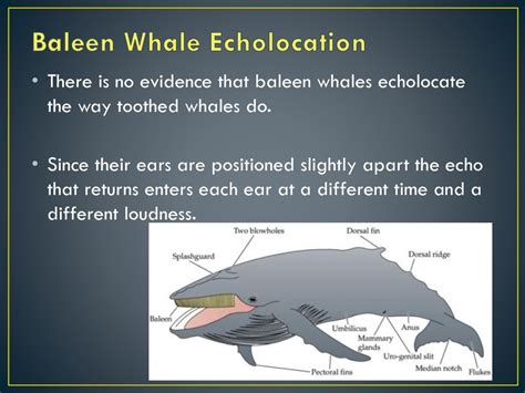  Ziphius: The Enigma Wrapped In A Whale-Sized Blanket With Uncanny Echolocation Abilities