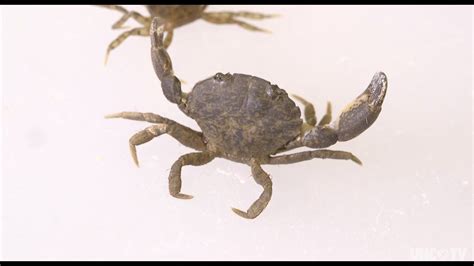 Zombie Crab! A fascinating crustacean known for its unique parasitic relationship with a sea creature.